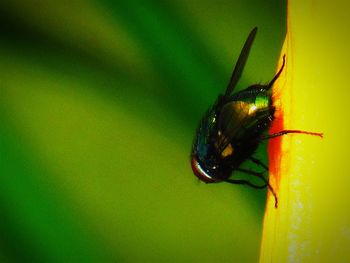 Close-up of insect