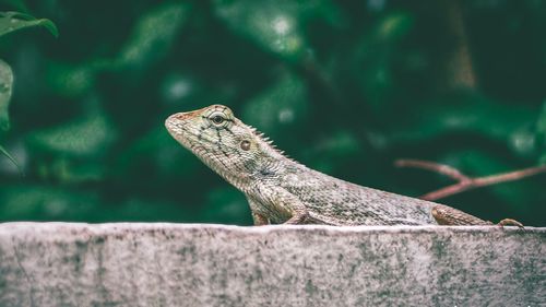 Close-up of a lizard on a wall