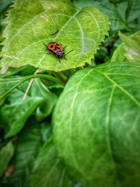 Close-up of insect on leaf