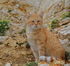 Portrait of cat sitting outdoors