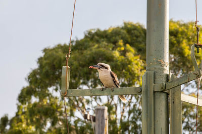 Bird perching on a pole