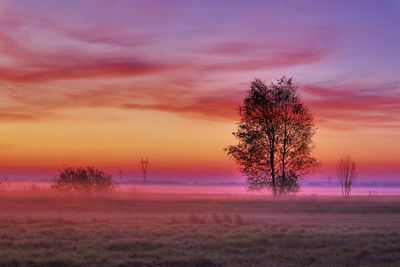 Tree on field against sky during sunset