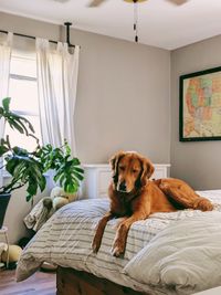 Portrait of dog sitting on bed at home