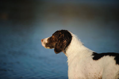 Dog against lake