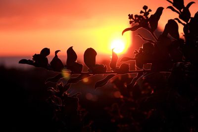 Close-up of silhouette plants against sky during sunset