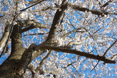 Low angle view of flowering tree against sky