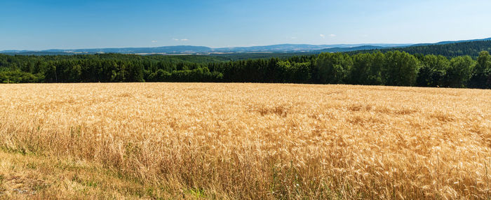 Scenic view of field against sky