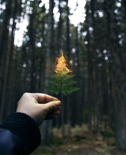 Midsection of person holding plant in forest