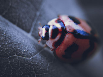 Close-up of ladybug