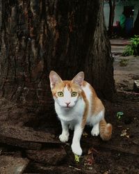 Portrait of cat sitting on tree trunk