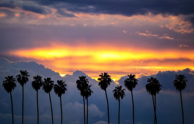 Low angle view of coconut palm trees against sky during sunset