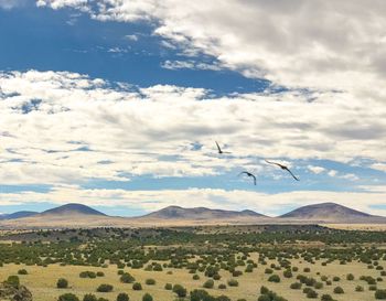 Birds flying over landscape against sky