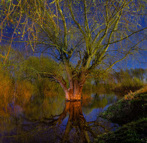 Trees by lake in forest