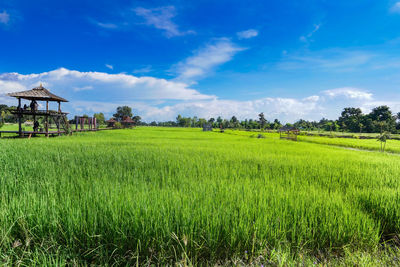 Scenic view of agricultural field against sky