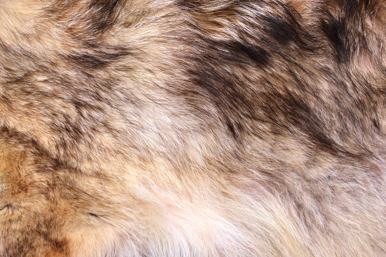 fur, animal, mammal, animal themes, one animal, animal hair, backgrounds, animal body part, textile, full frame, no people, domestic animals, close-up, animal wildlife, brown, animal skin, pet, fur clothing, textured, wildlife, mane, extreme close-up, pattern