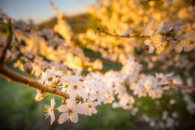 Beautiful plum tree branches full with white flowers in spring.