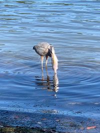 Side view of a bird in calm water