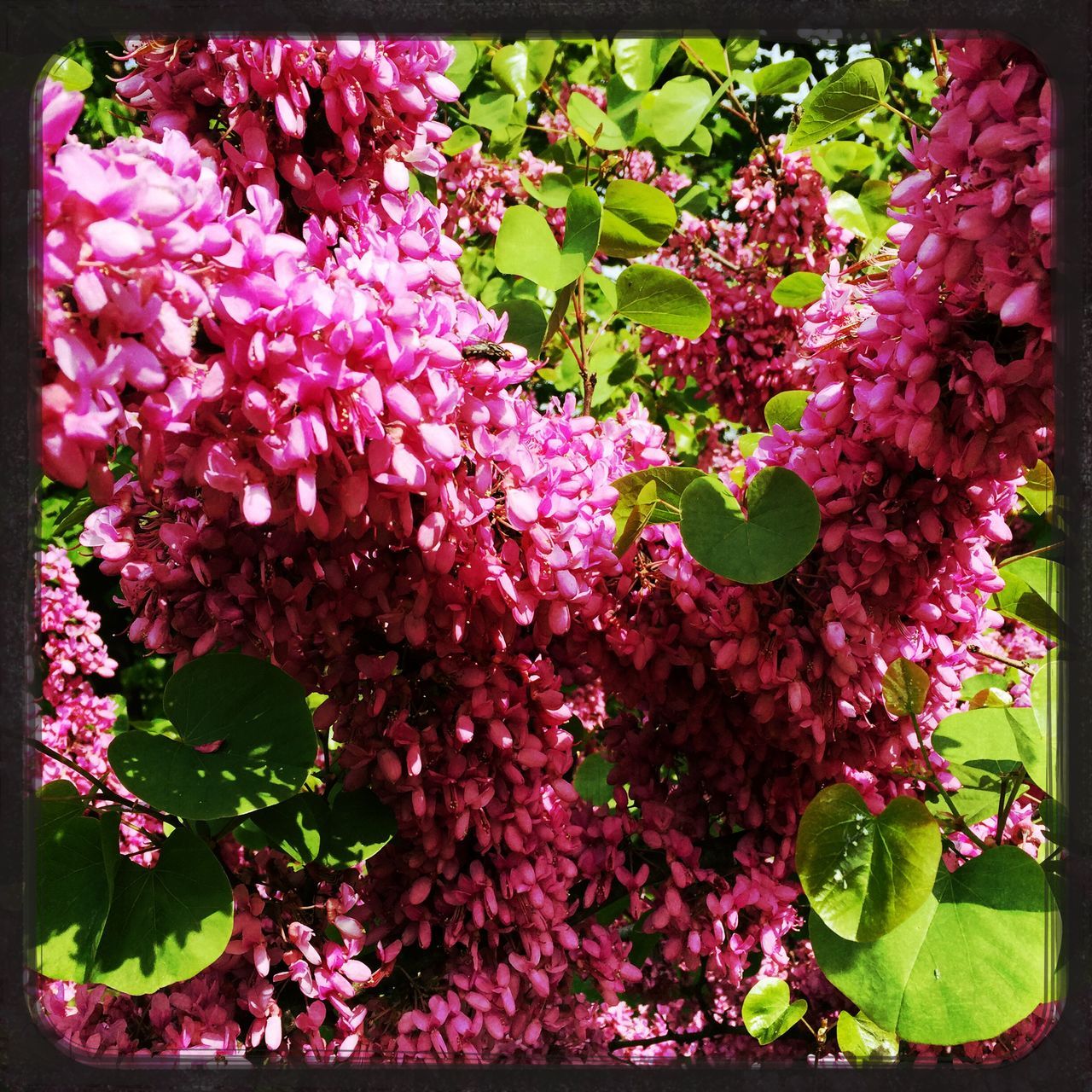 flower, freshness, transfer print, growth, fragility, beauty in nature, petal, pink color, auto post production filter, leaf, nature, plant, blooming, blossom, in bloom, flower head, close-up, pink, park - man made space, outdoors