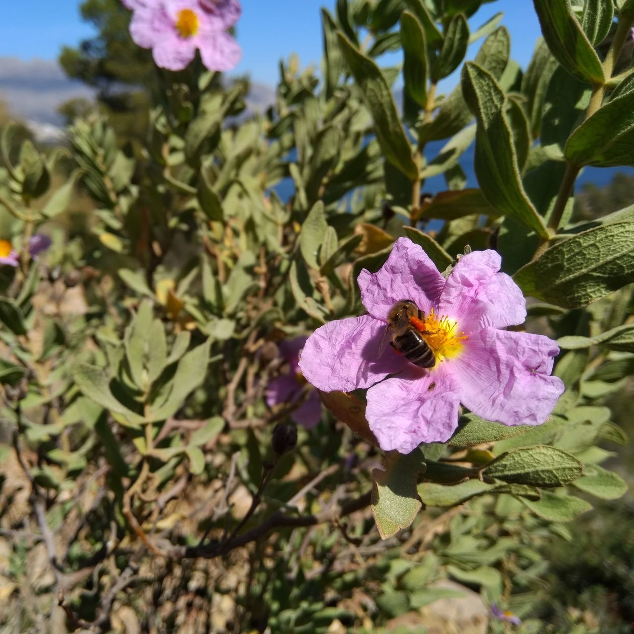 CLOSE-UP OF BUTTERFLY ON PURPLE FLOWER