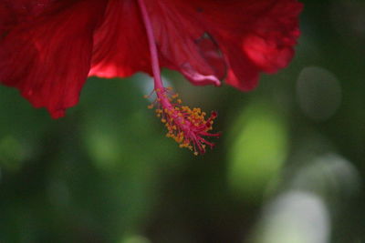 Close-up of red flower against blurred background