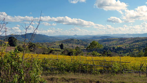 Scenic view of agricultural field against sky