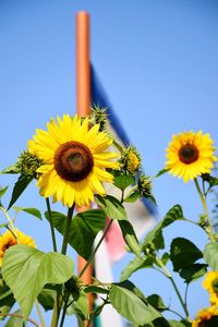 Low angle view of sunflower against clear blue sky