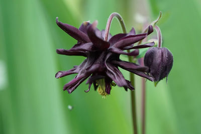 Close-up of wilted flower