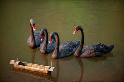 Swans swimming in lake