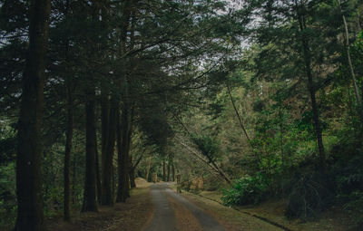 Road amidst trees in forest