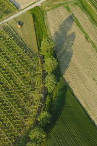 Aerial view of vineyards
