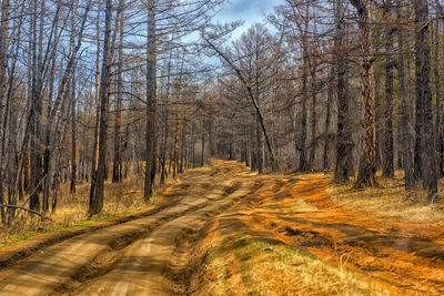 Dirt road amidst trees in forest