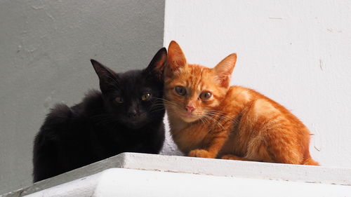 Portrait of cats on wall