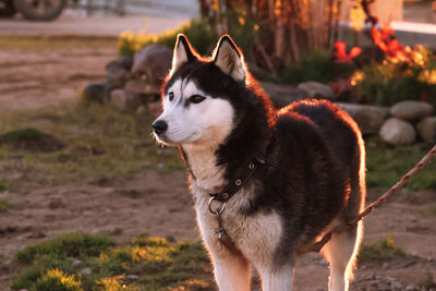 Dog looking away