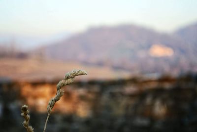 Close-up of plant against sky