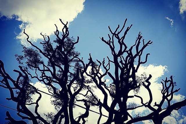 bare tree, branch, low angle view, sky, tree, silhouette, tranquility, nature, beauty in nature, cloud - sky, blue, scenics, dead plant, tranquil scene, tree trunk, cloud, outdoors, growth, no people, dried plant