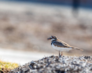 Close-up of bird perching on rock