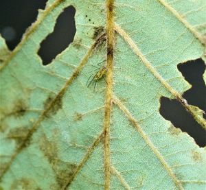 Detail shot of leaf