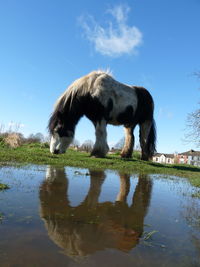 reflection