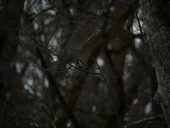 Close-up of bird perching on branch