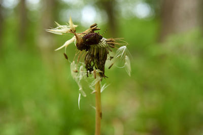 Close-up of insect on flower