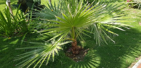 High angle view of succulent plant on field