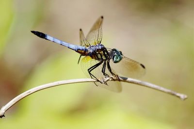 Close-up of damselfly on perching outdoors