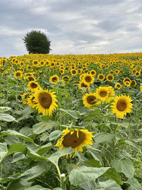 Close-up of yellow sunflowers on field