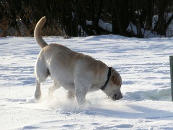Dog in snow