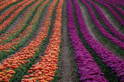 Tulips in sprintime bloomig on a flower field in germany