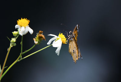 Close-up of butterfly pollinating on yellow flower