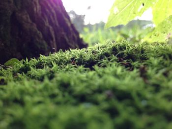 Close-up of grass