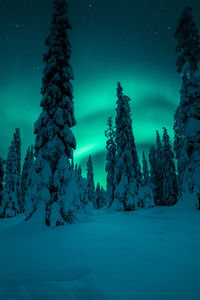 Trees on snow covered landscape against sky at night