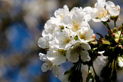 Close-up of white cherry blossoms