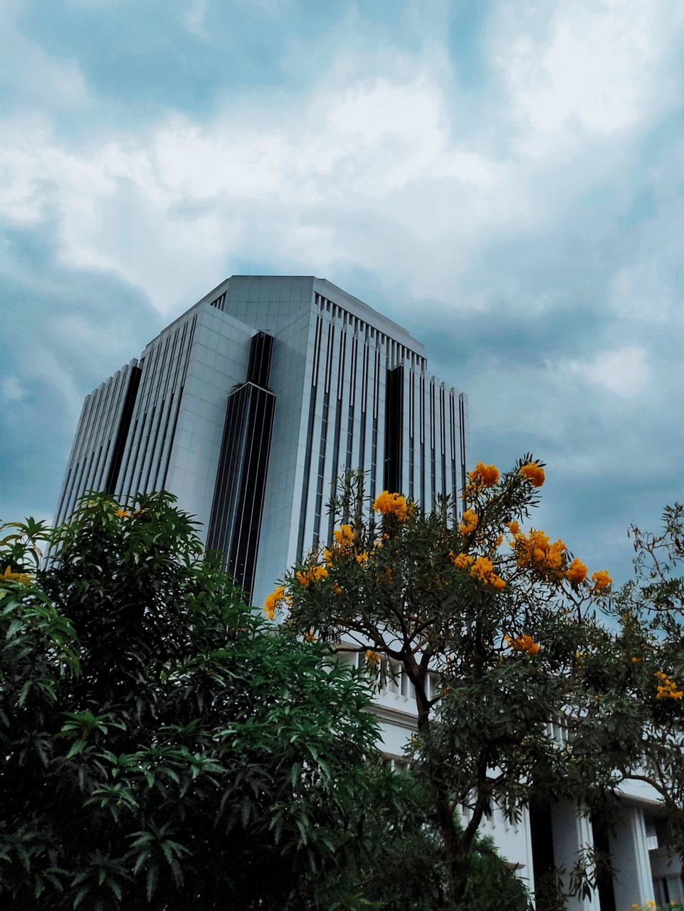 LOW ANGLE VIEW OF TREES BY BUILDING AGAINST SKY